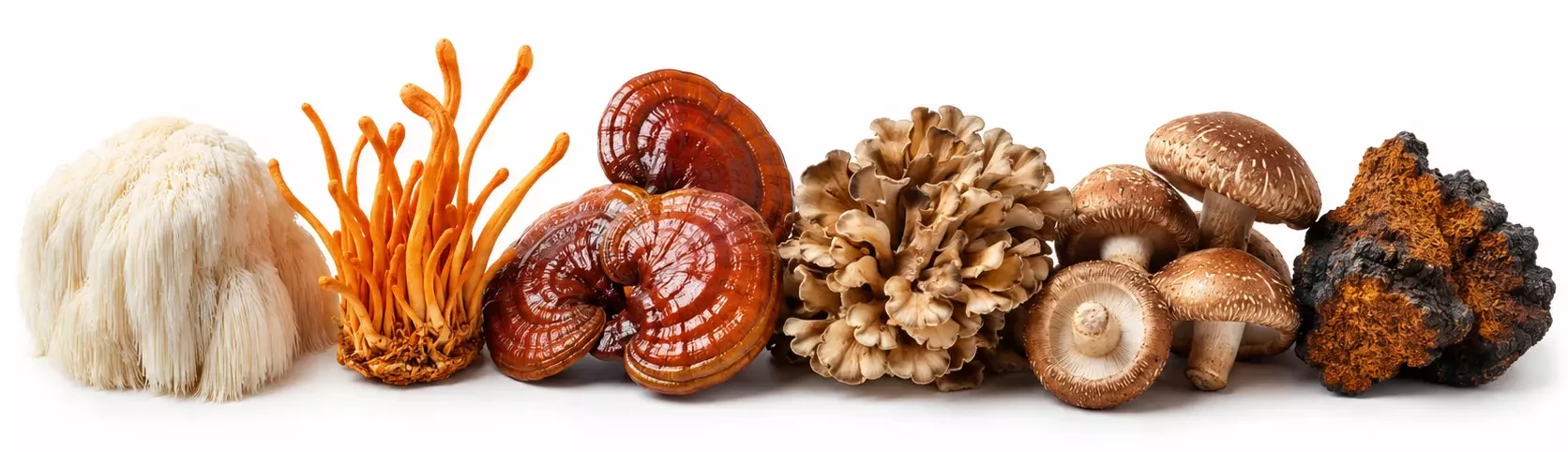 six mushrooms, six reasons